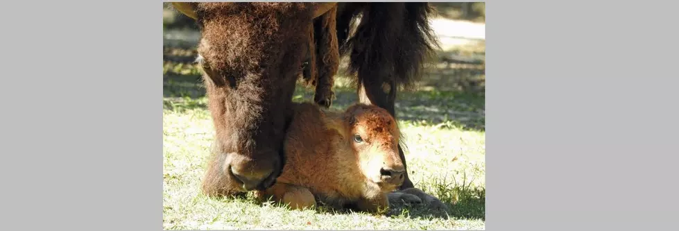 Bison at Cape May, NJ, Zoo Gives Birth to Calf