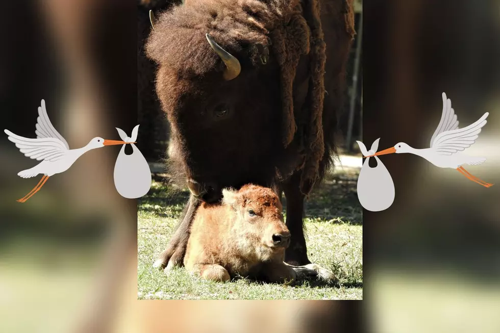Cape May Zoo’s Beverly the Bison Gives Birth to Calf
