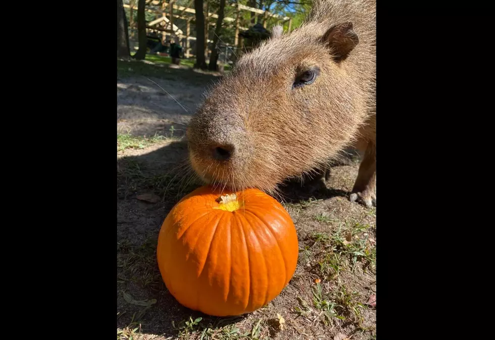 Animals At Cape May Zoo Love Your Pumpkin Donations