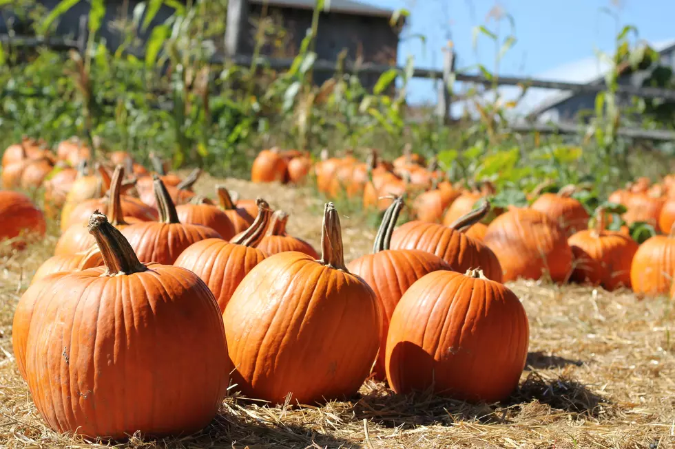 Pumpkin, Spice, and Everything Nice: 4 Benefits of The Great Pumpkin