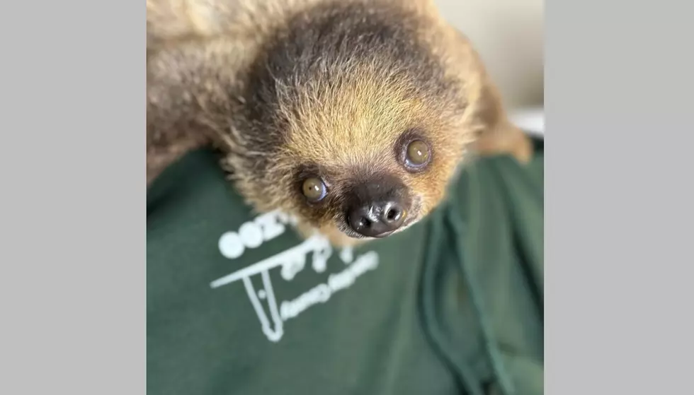 Tilly the Sloth is Cape May Zoo’s New Learning Ambassador