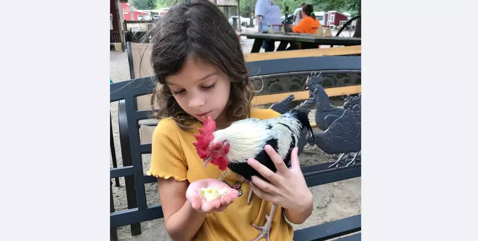 Funny Farm Rescue Rooster Missing – $1800 Reward Offered