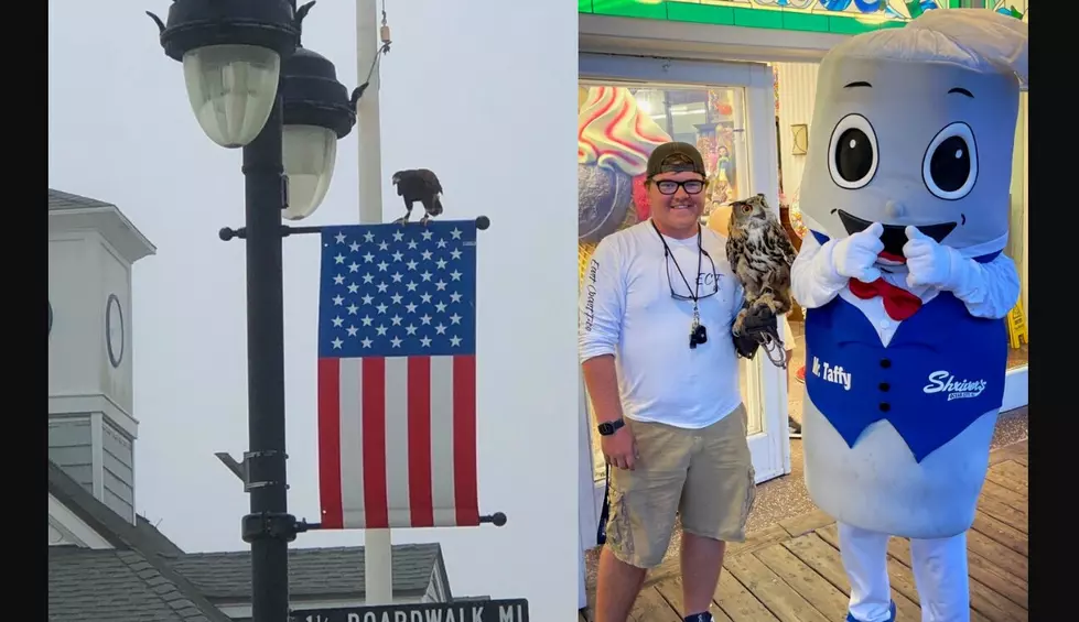 More Falconers Needed to Chase Seagulls Away in Ocean City