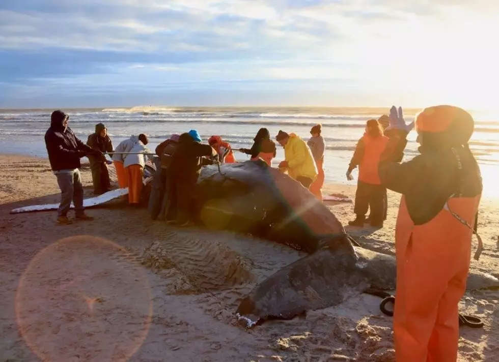 Cause of Death for Beached Whale in Brigantine Announced