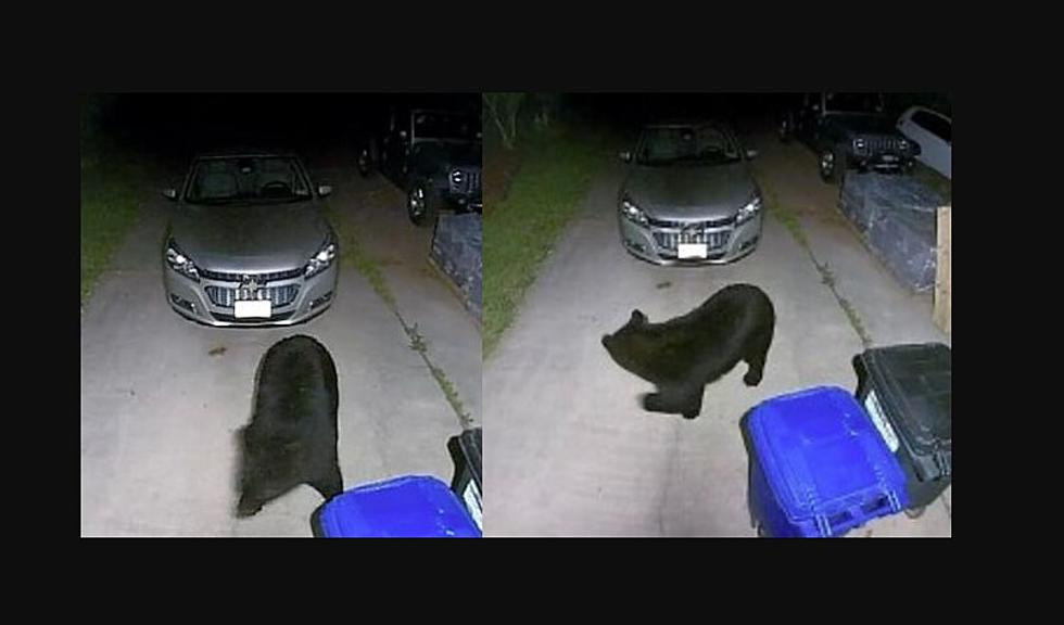 Late Night Visitor: A Bear on the Prowl in Egg Harbor City