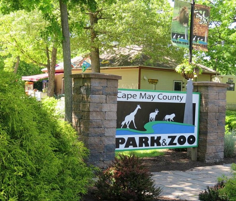 Cape May Zoo Ranked Among Best in America