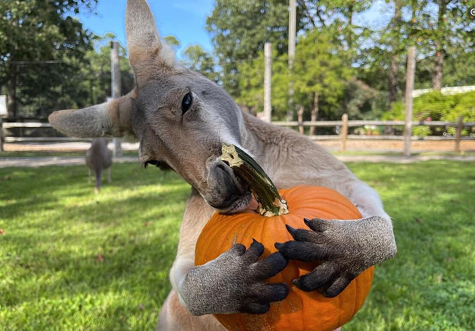 How To Make A Cape May Zoo Kangaroo’s Day This Fall