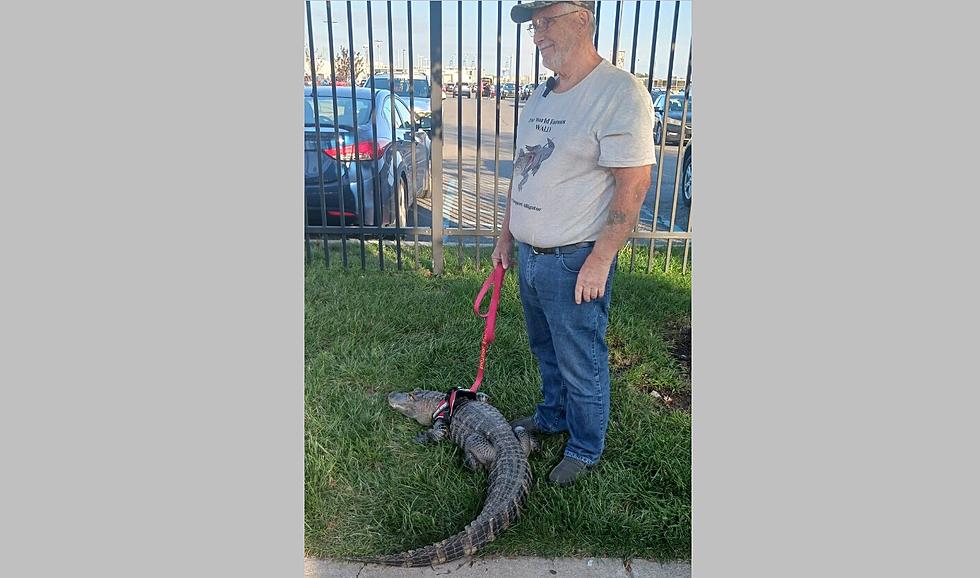 WHAT? Fan Brings Emotional Support Alligator to Phillies Game