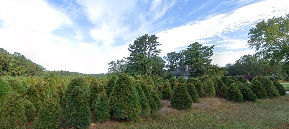 XMAS Tree Sales Benefit Atlantic County Farmer With Rare Disease