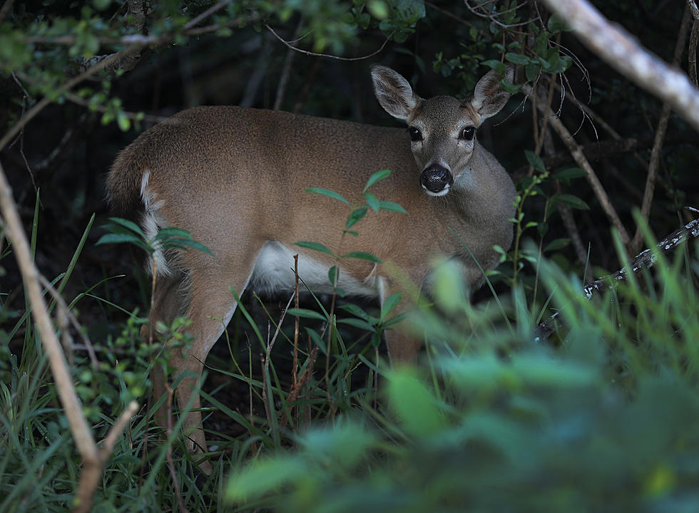 Forsythe Refuge Hiking Trails to Close For 3-day Deer Hunt 