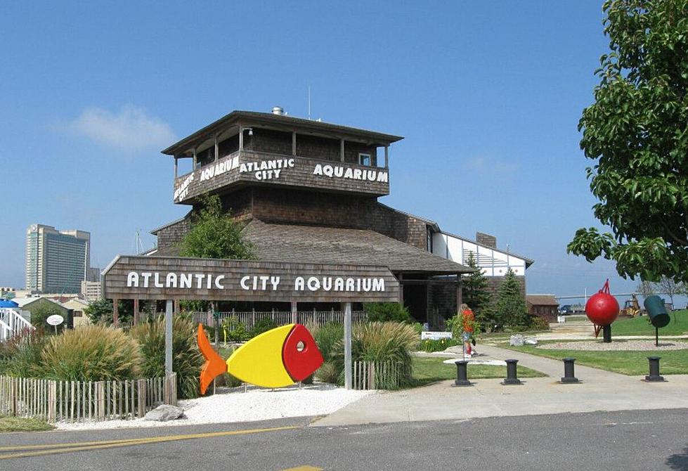 Finally! Reopening Date Coming for Atlantic City Aquarium