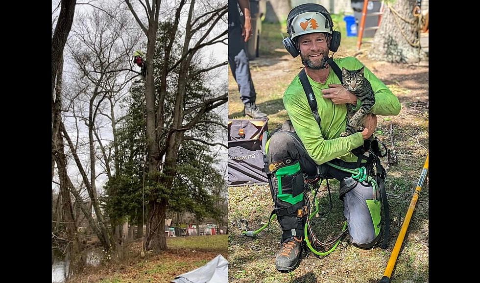 South Jersey Tree Guy’s Hobby is Rescuing Cats in Tall Trees
