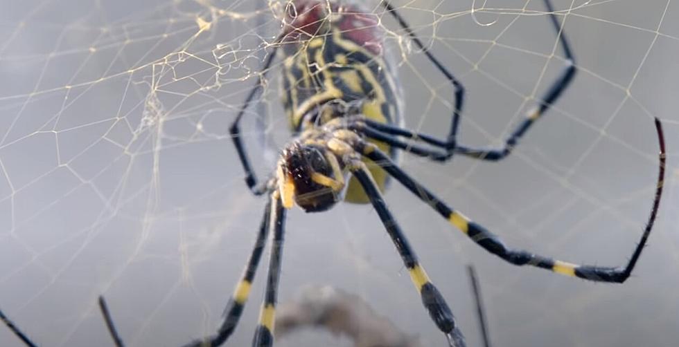 Giant Venomous Flying Spiders Expected in New Jersey