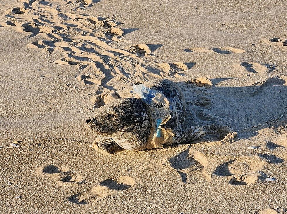 Seal Pup Entangled in Plastic Wrapper Found on LBI Beach