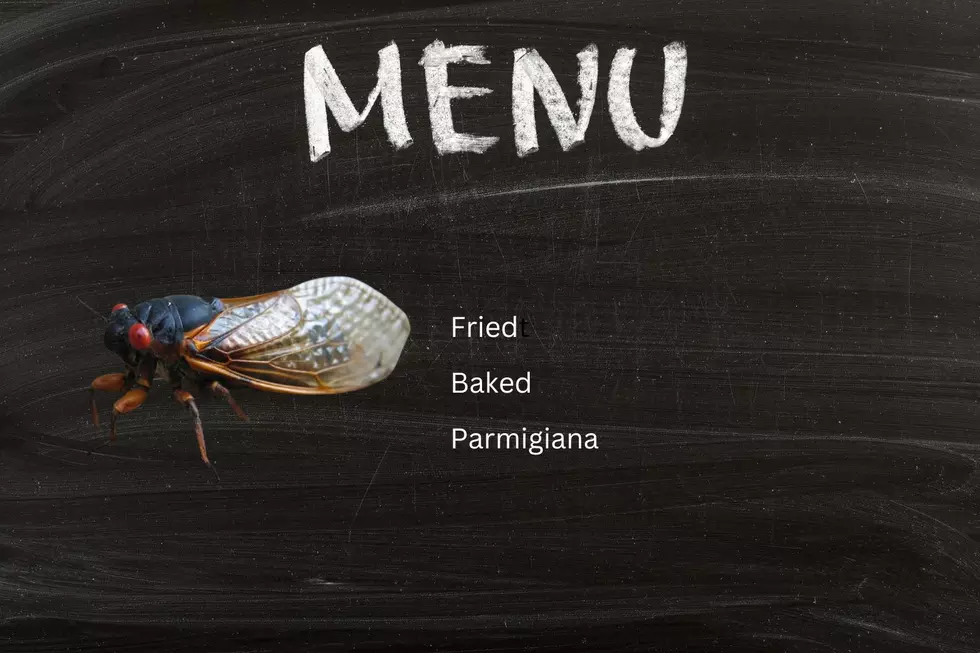 Cicadas, New Jersey's New Pork Roll?
