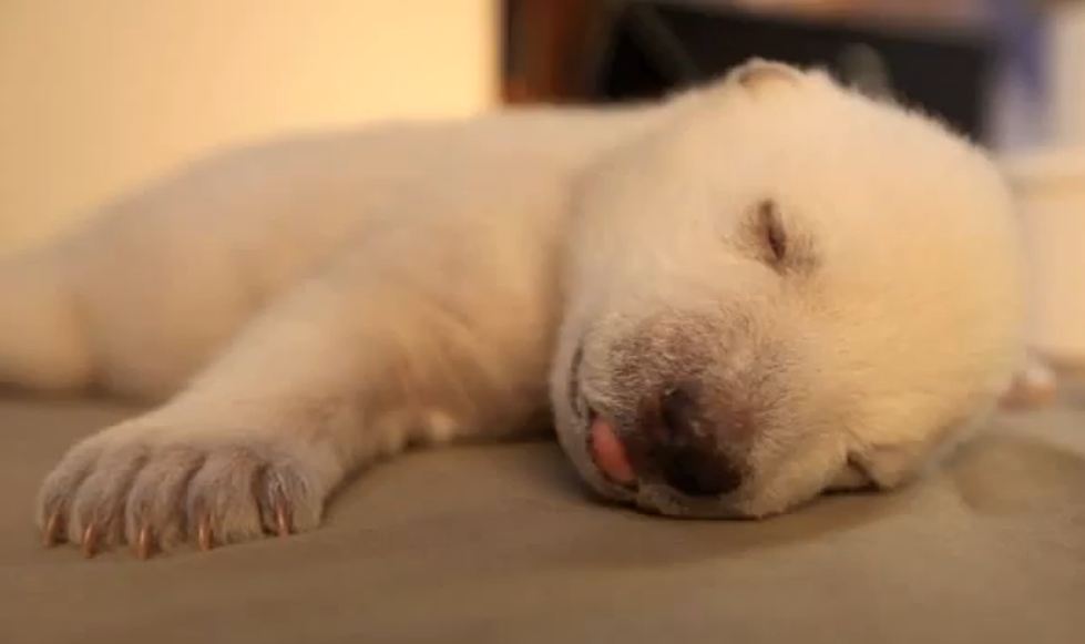 Awww! Top 5 Videos of Adorable Polar Bear Cubs