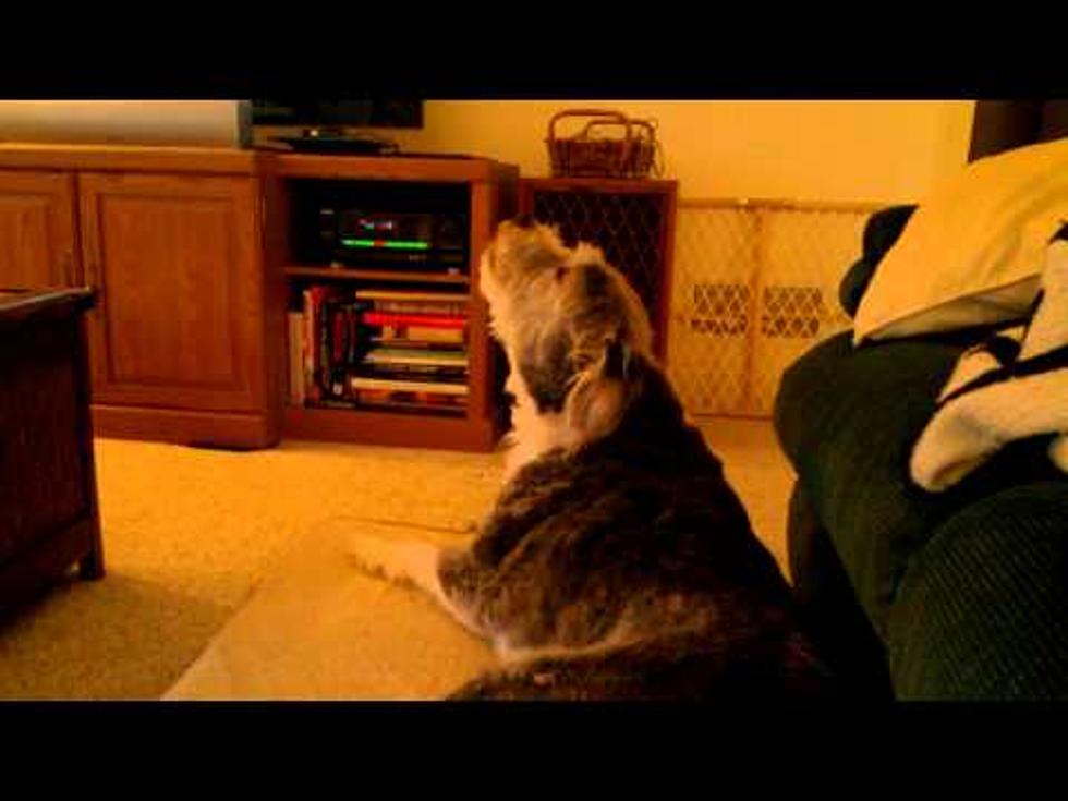 WATCH: Classy Dog Sings The Opera – [VIDEO]