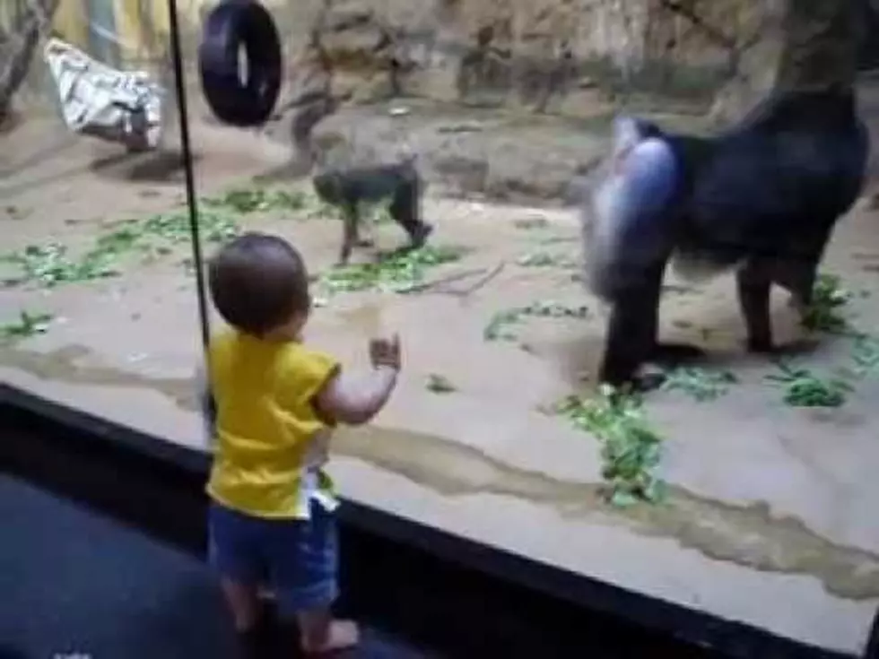 Toddler Vs. Baboon! [VIDEO]