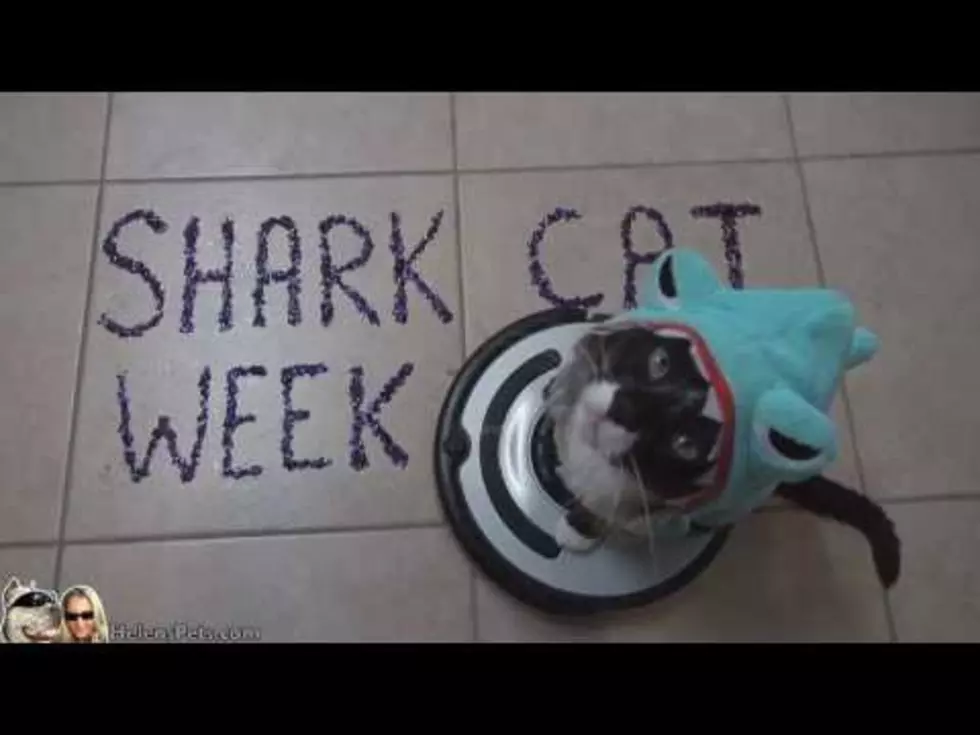 Enjoy Shark CAT Week [VIDEO]
