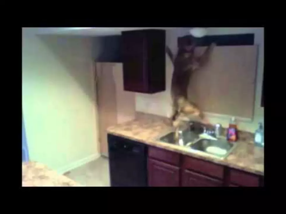 Amazing Dog Escapes Kitchen [VIDEO]