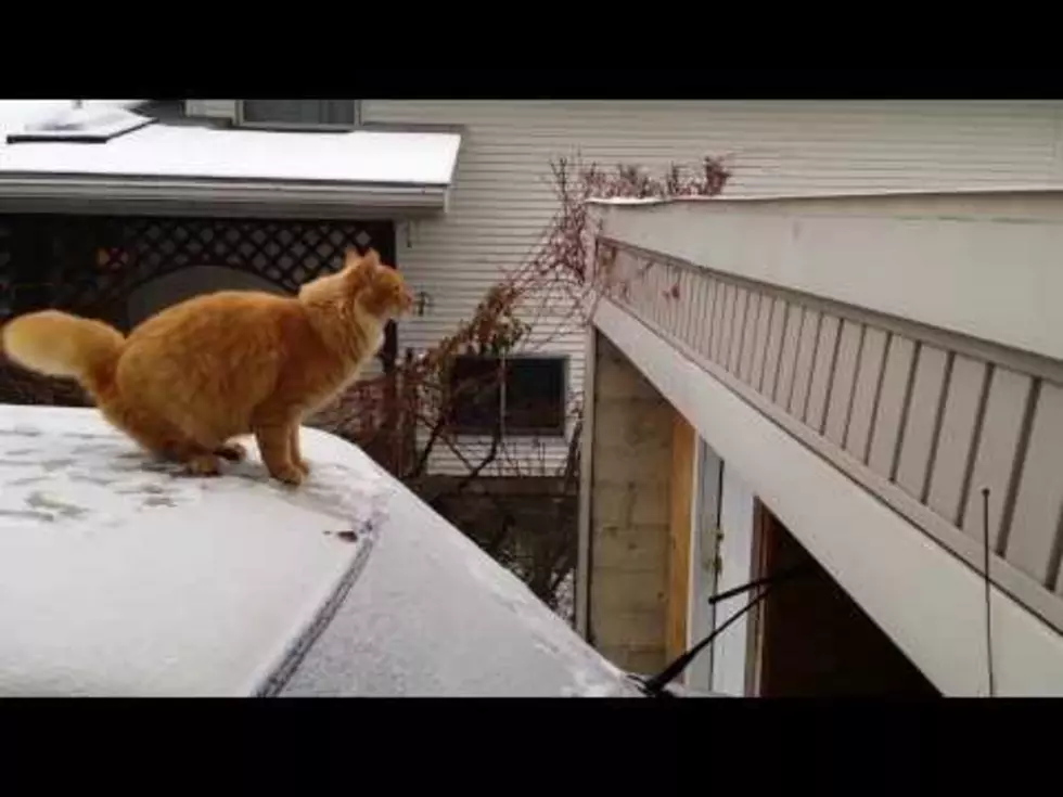 Waffles the Cat Fails at Snowy Jump [VIDEO]