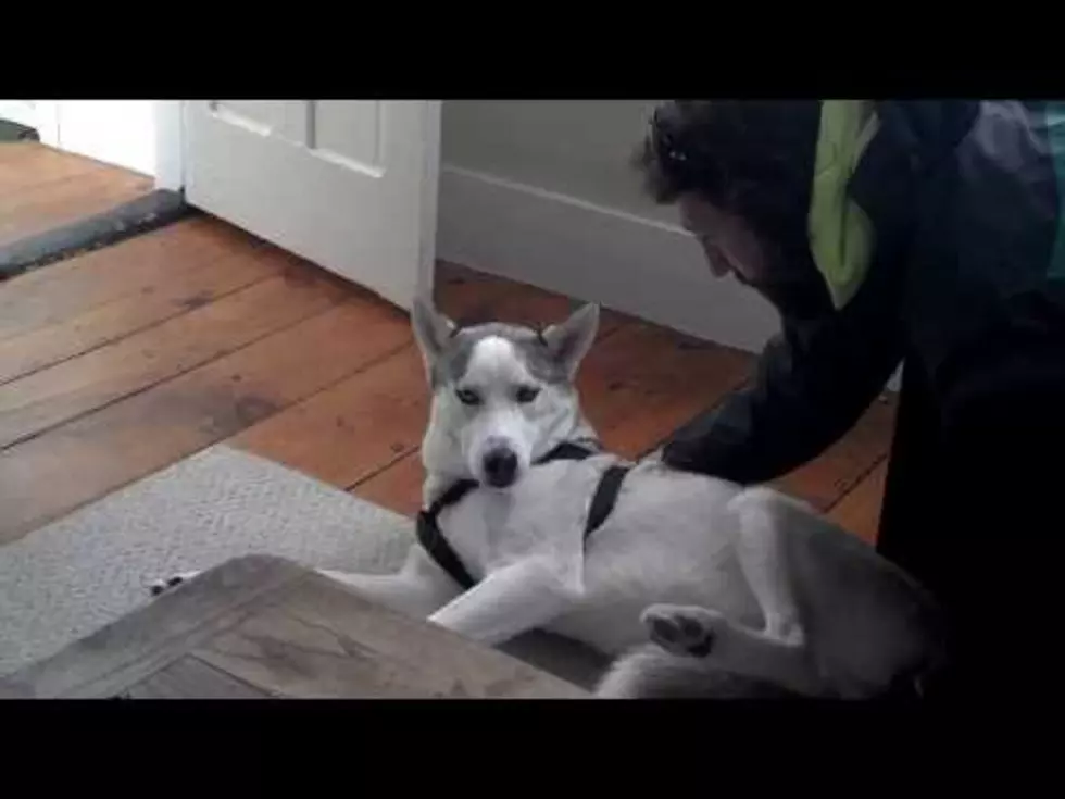 Defiant Dog Says 'No' to Kennel [VIDEO]