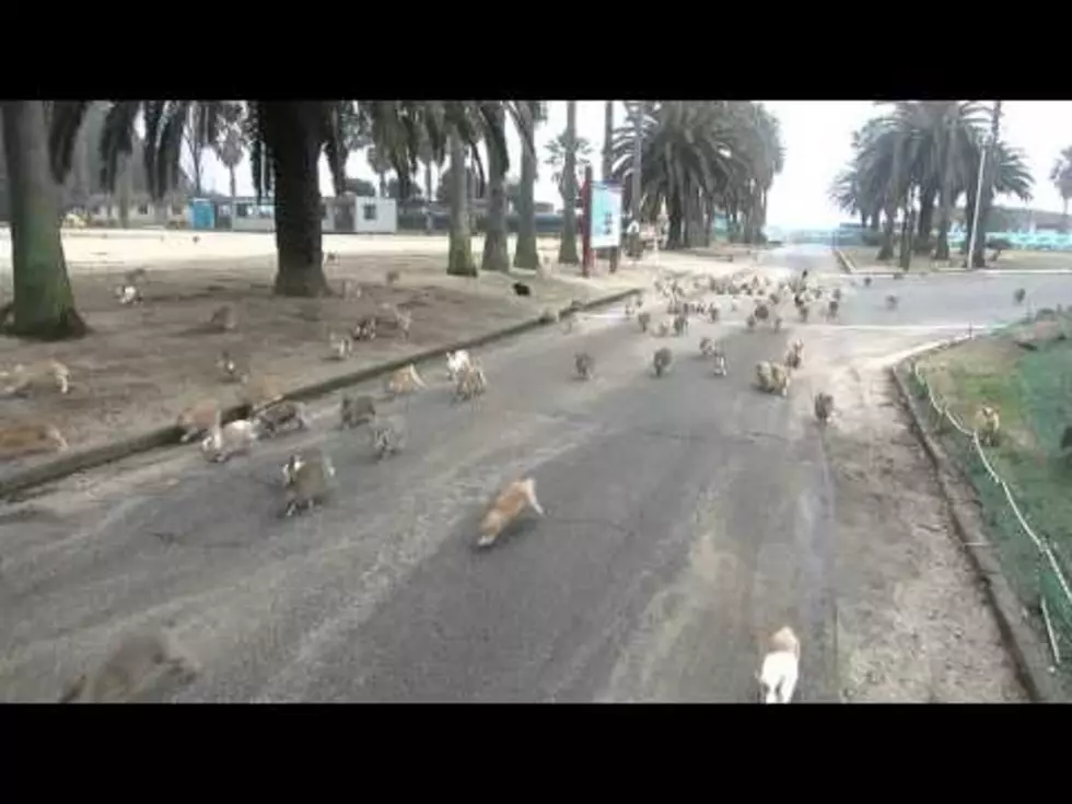 Woman Gets Chased by Rabbit Stampede [VIDEO]