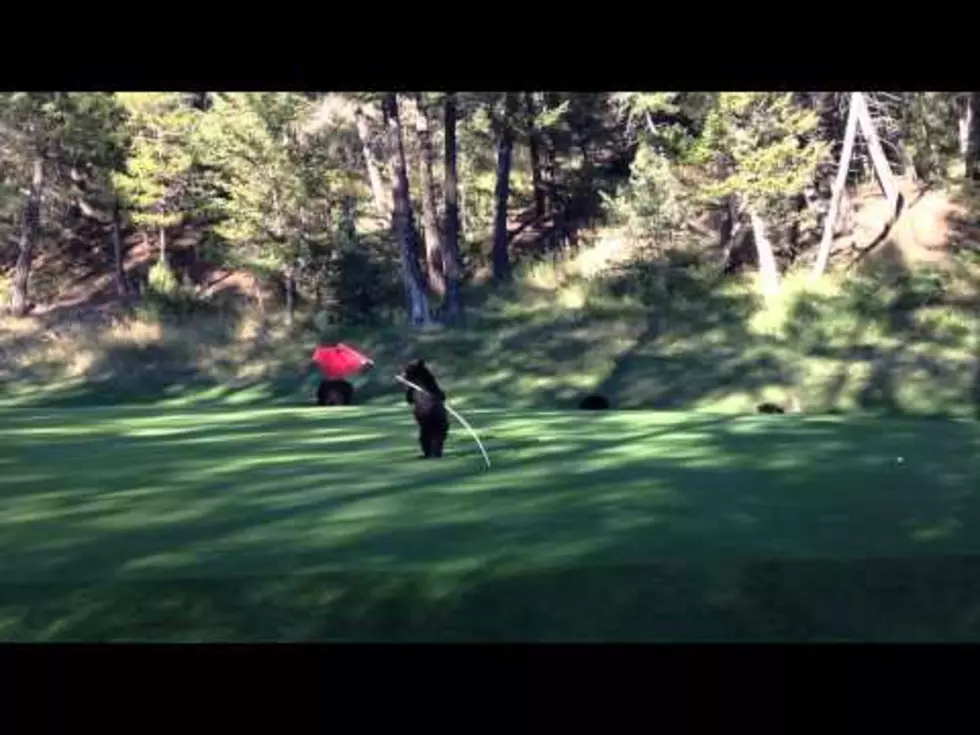 Watch This Baby Bear Circus Act on a Golf Course Flag [VIDEO]