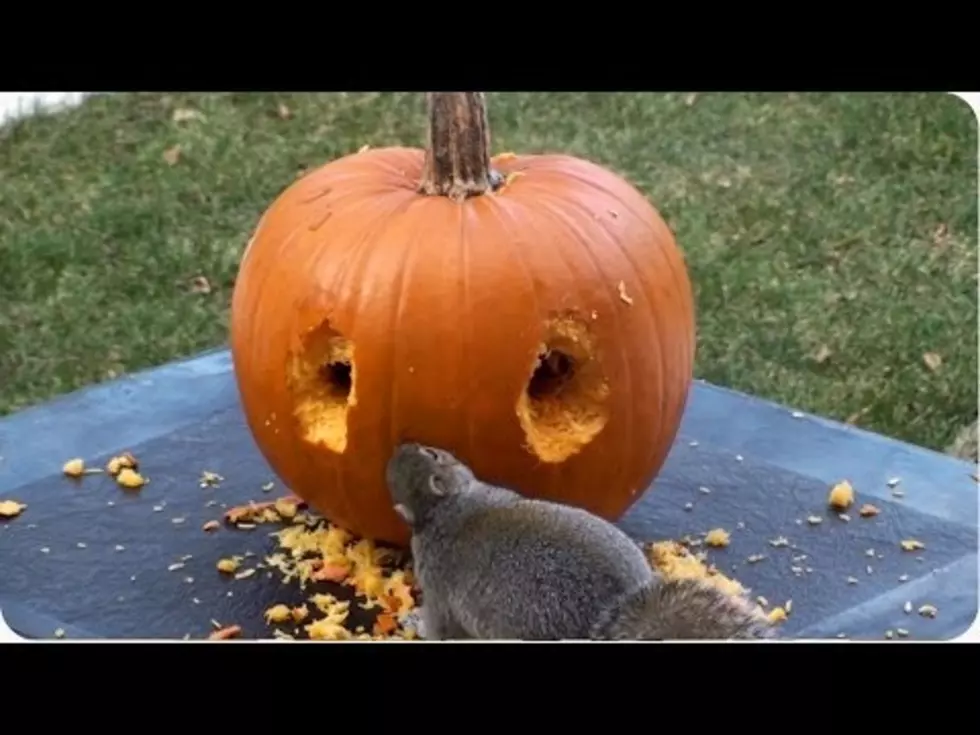 Adorable Squirrels Carve a Pumpkin [VIDEO]