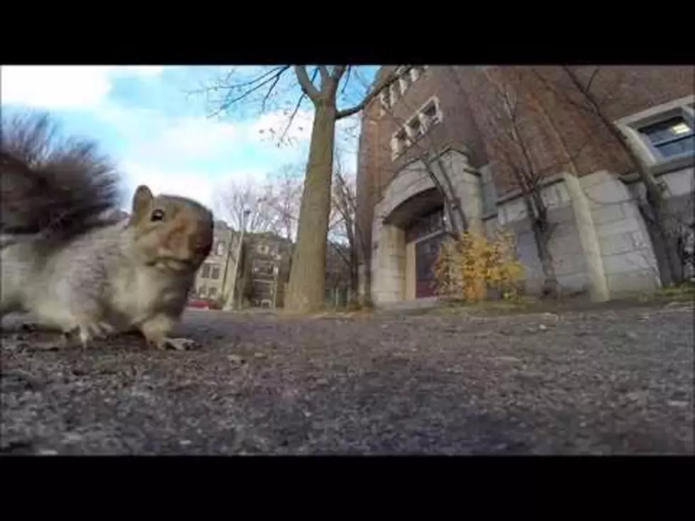 Watch This Squirrel Nab a GoPro Camera and Carry it Up a Tree [VIDEO]