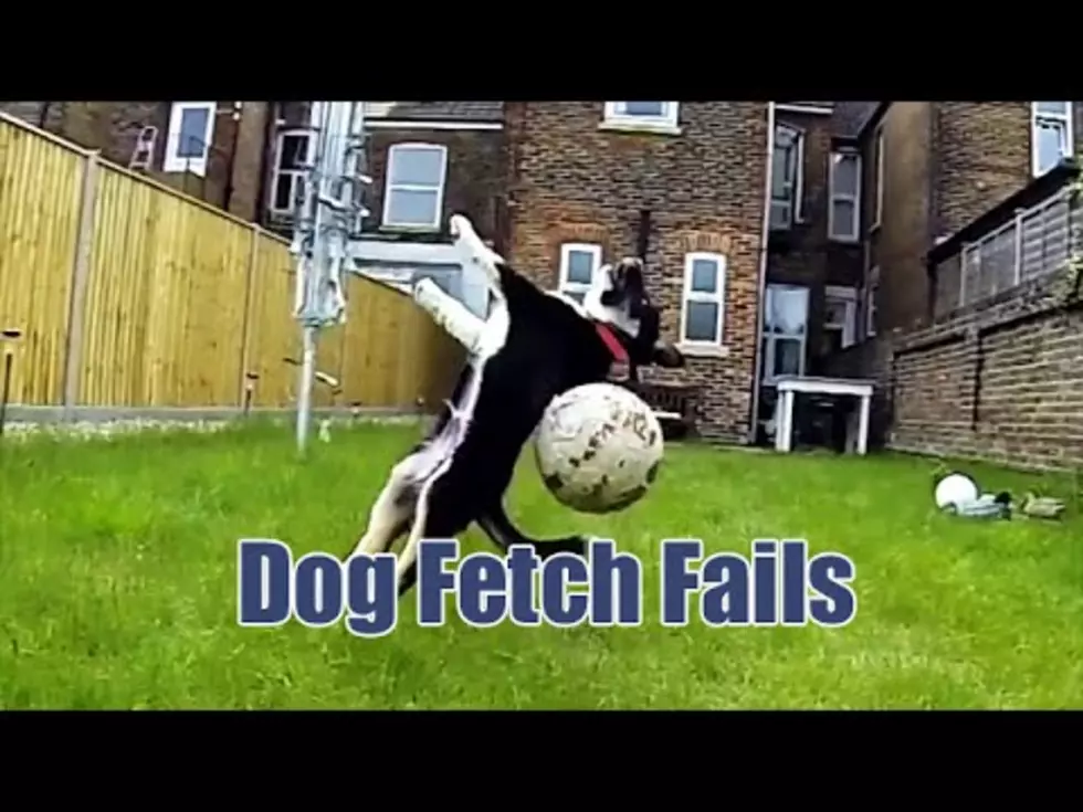 Watch the Hilarious Group of Dog Fetch Fails [VIDEO]