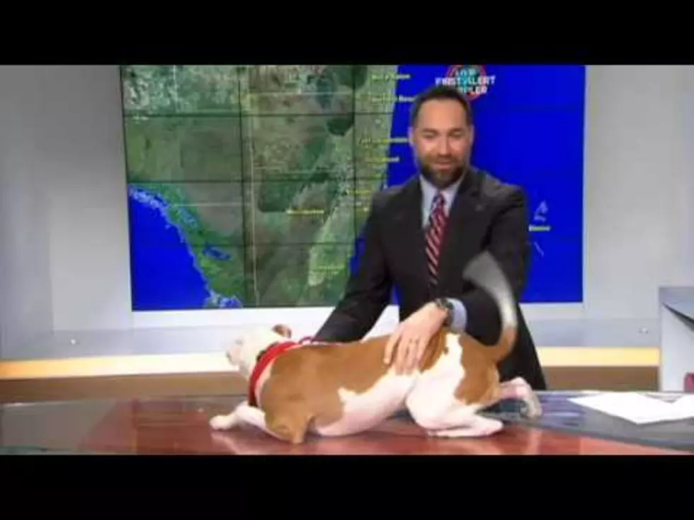 Adventurous Dog Jumps on Weatherman&#8217;s Desk During Live Report [VIDEO]