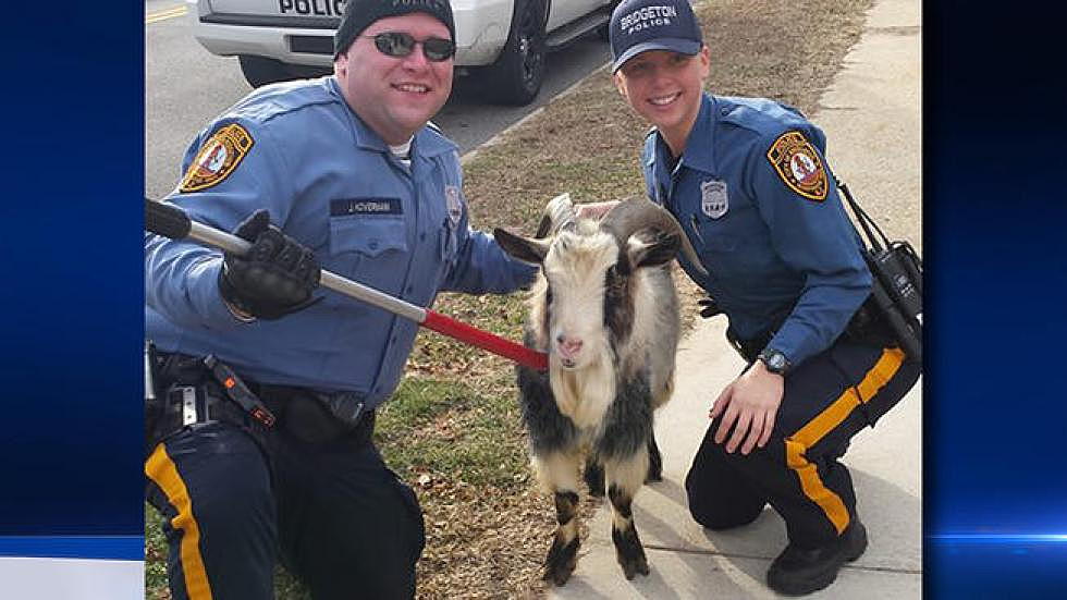 Police Catch Wandering South Jersey Goat and Hope to Find the Owner