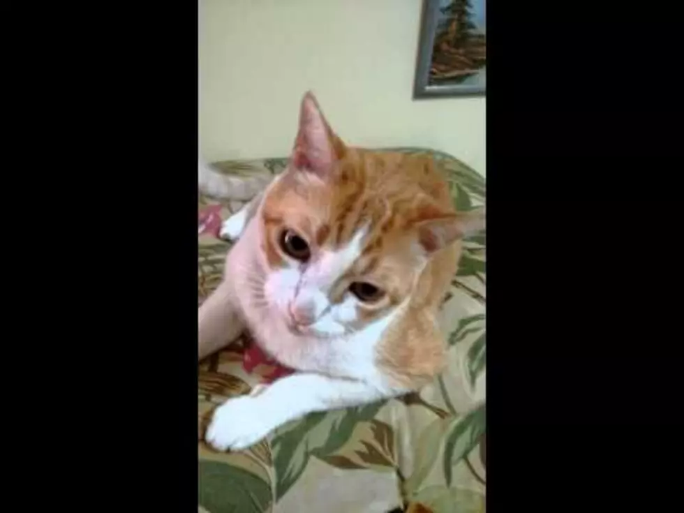 Watch This Adorable Cat Meow to If You&#8217;re Happy and You Know It [VIDEO]