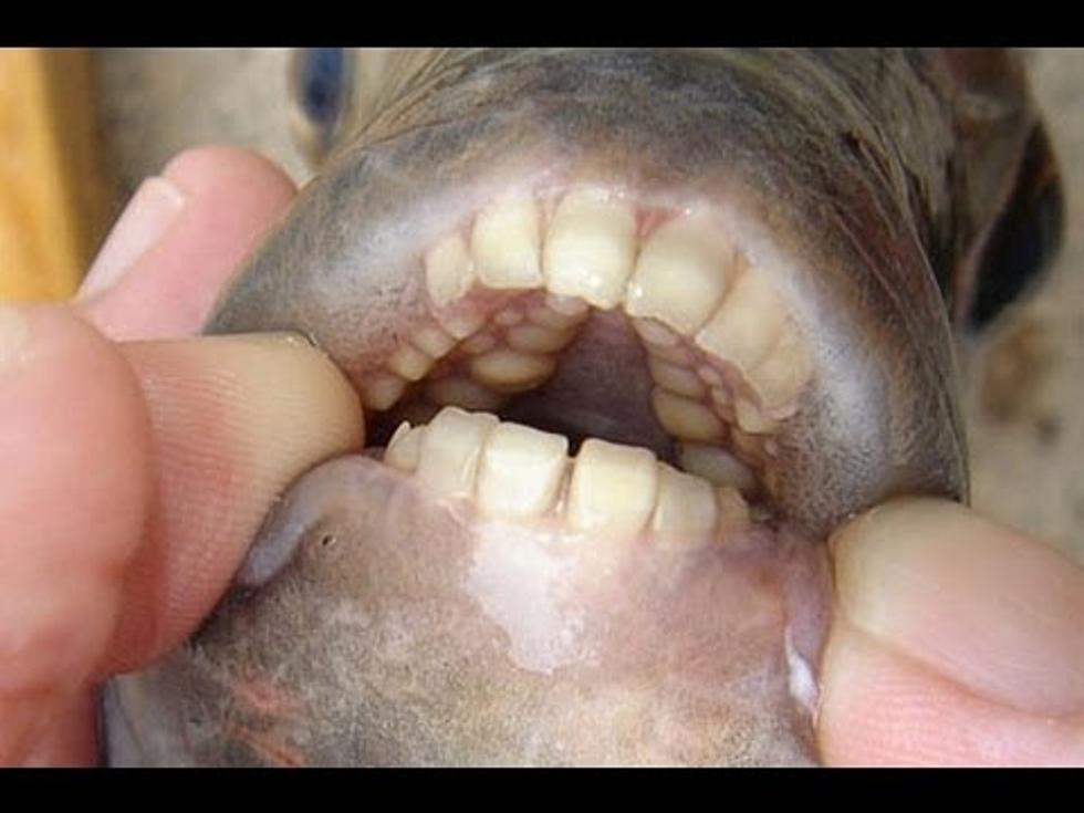 Fish With Human Like Teeth Found in South Jersey Lake