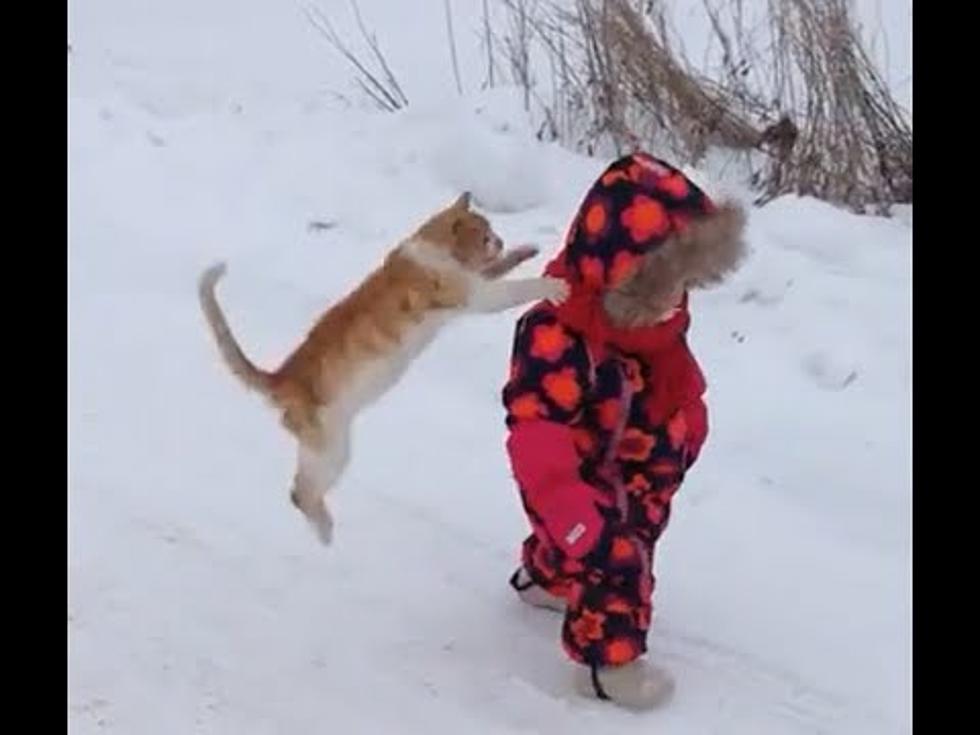 Watch This Cat Take Down a Toddler in the Snow [VIDEO]