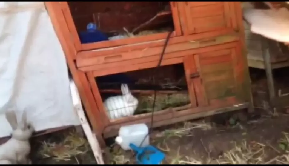 Weekend Storm Spares South Jersey Bunny Rabbit [VIDEO]