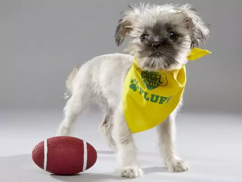 South Jersey Shelter Dog to Appear in Puppy Bowl XIII