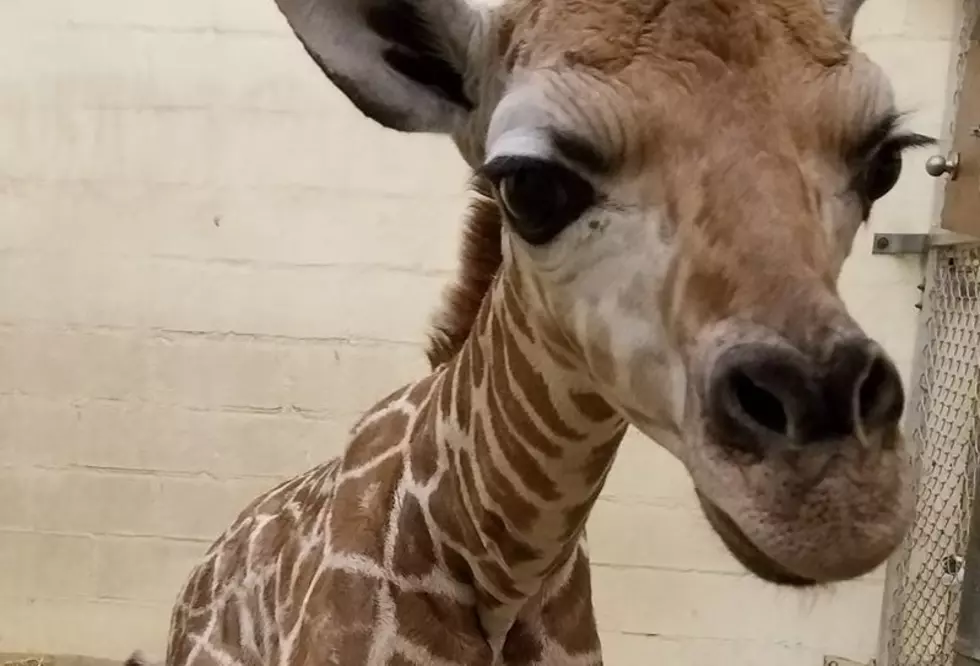 See the Cute Baby Giraffe Coming to Cape May County Zoo this Spring