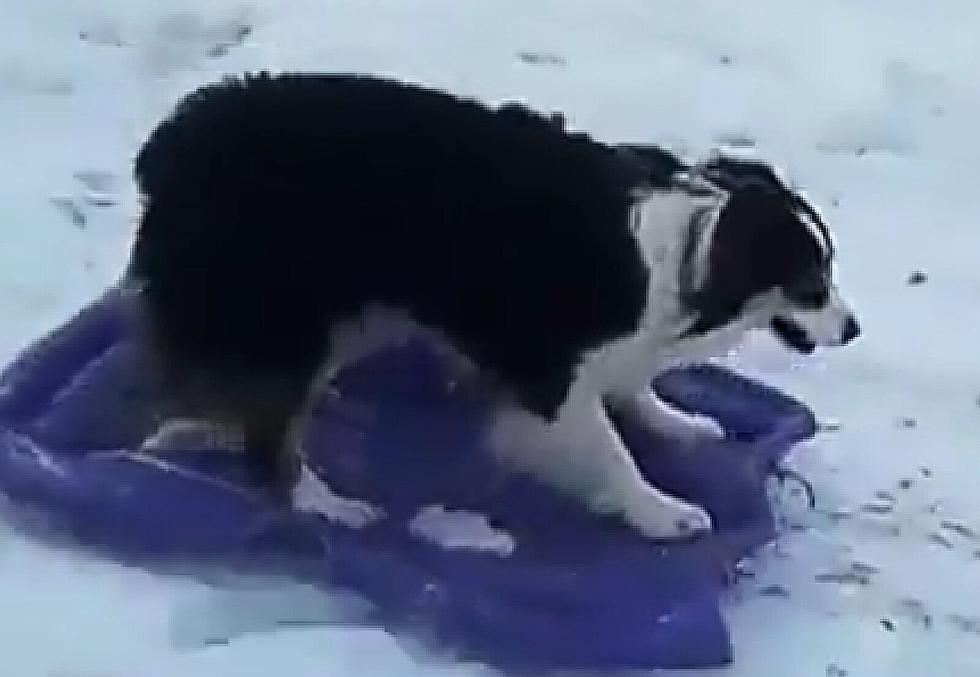 Watch Dog Take Itself Sledding in the Snow [VIDEO]