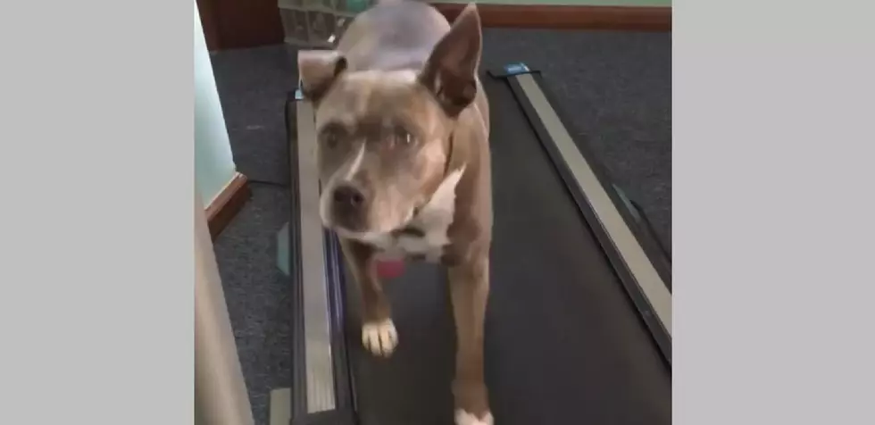 Cape May Dog Loves to Walk on Treadmill [VIDEO]