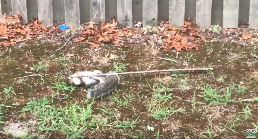 Caught on Camera! Nutty Squirrel Tries to Tame Harmless Stick in Heather’s Backyard [VIDEO]