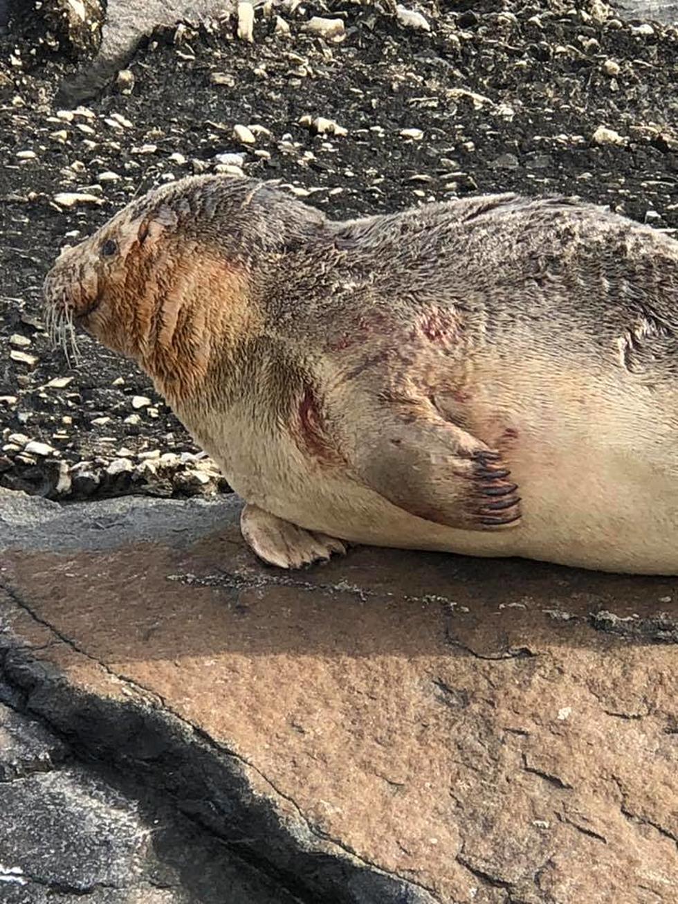 Seal Sunbathing on Wildwood Beach Had to Be Rescued from Onlookers