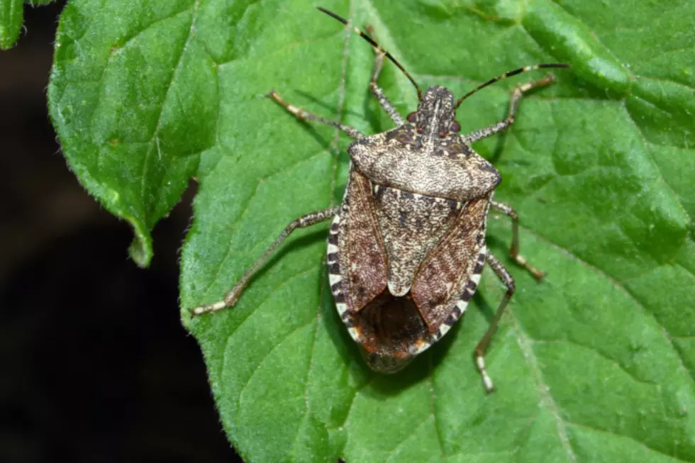 7 Tips To Keep Stink Bugs Away From You And Your Family