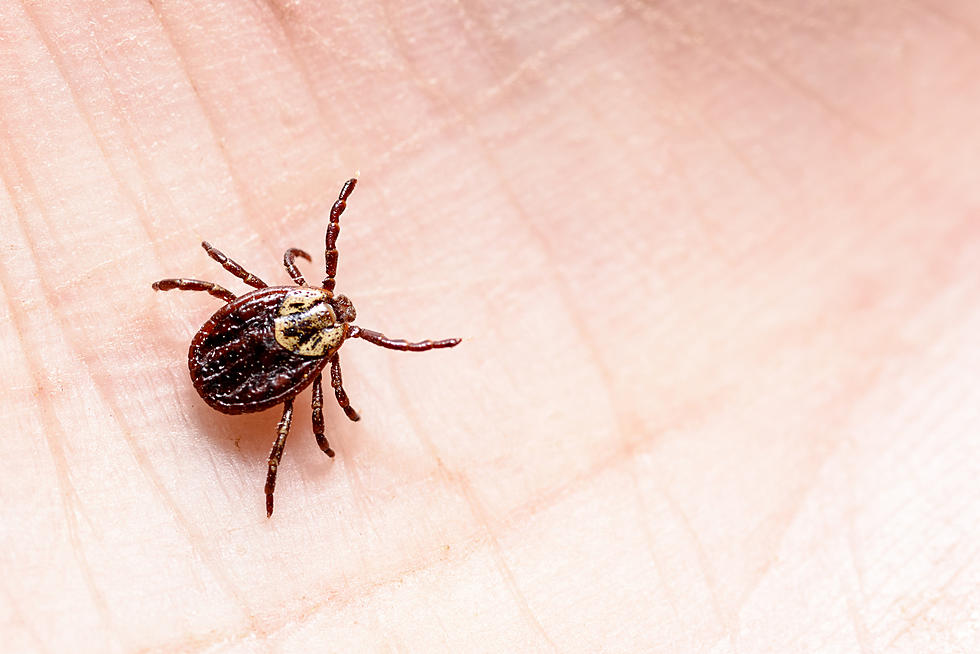 South Jersey Could Experience a Tick Surge This Spring