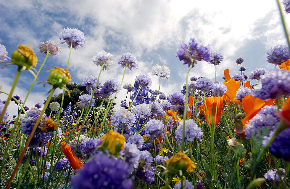 Did You Know You Can Buy Parkway Wildflowers for Your Garden?