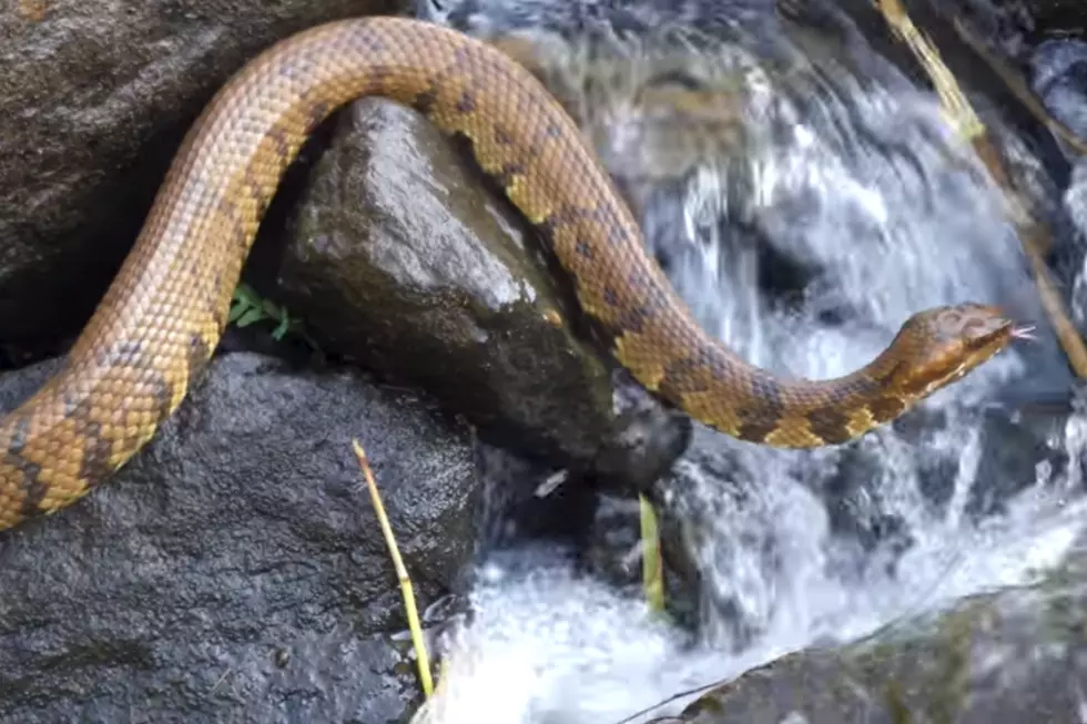 No, New Jersey Does Not Have Water Moccasins