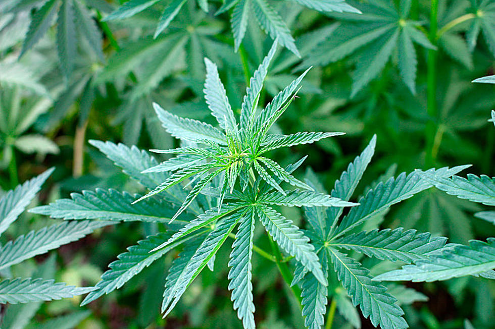Northfield Police Find 5-Foot Tall Marijuana Plants At Local Home