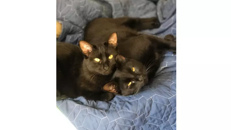 South Jersey Black Cats Enjoy a Lazy Sunday on Their National Holiday