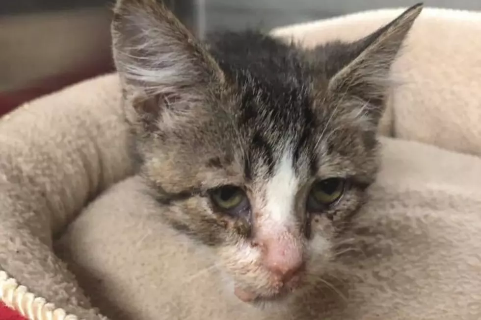 Ocean County Kitten Abused - Tossed and Kicked By Kids